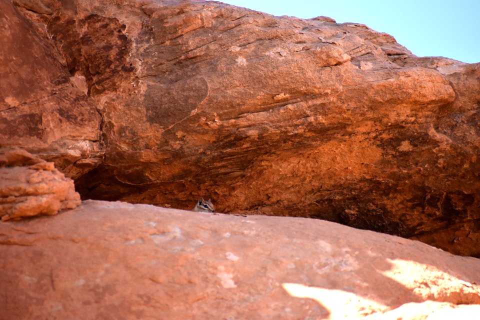 Hopi Chipmunk peeks over (35547005281)