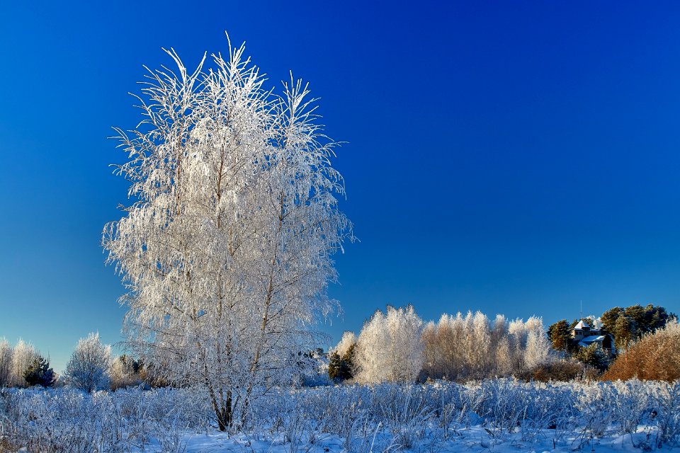 Hoarfrost (31582865907)