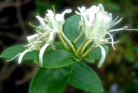 Honeysuckle (48779375257)