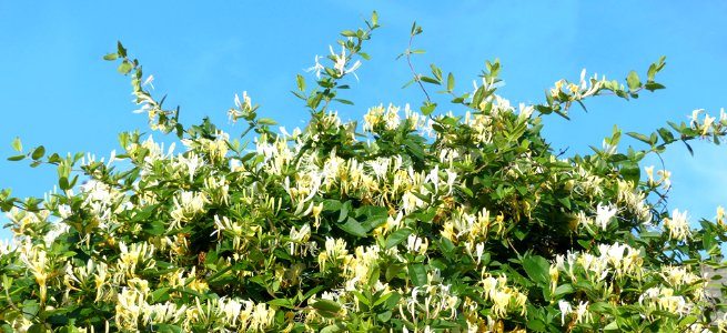Honeysuckle (28358678249)