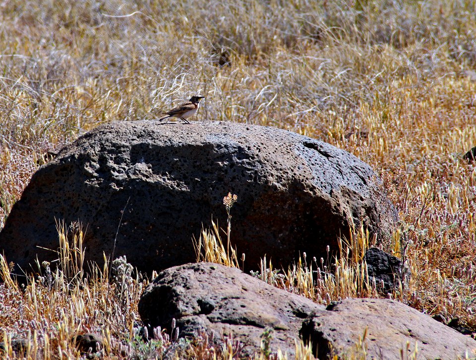 Horned Lark at Agua Fria National Monument (26904596976)