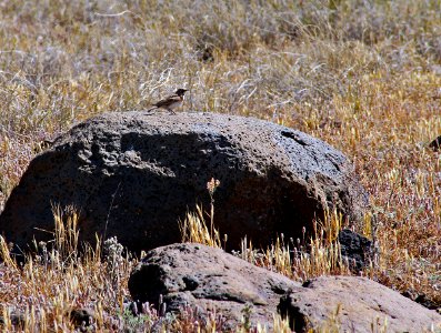 Horned Lark at Agua Fria National Monument (26904596976) photo