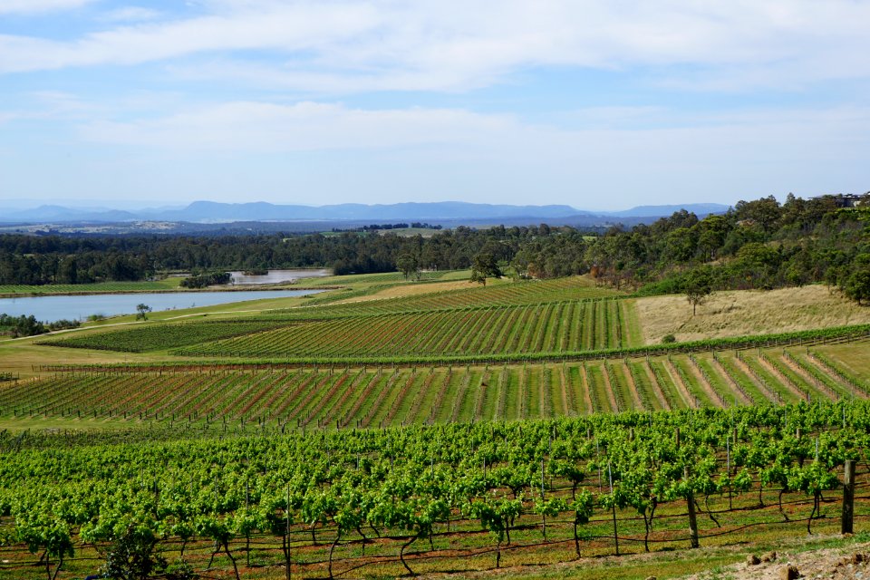 Hunter Valley Vineyards (23458866870)