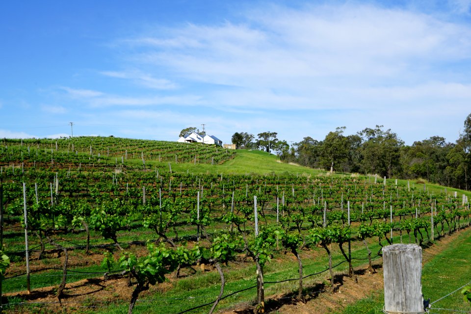Hunter Valley Vineyards (23647178582)
