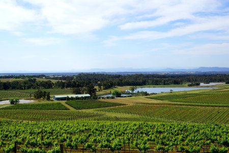 Hunter Valley Vine Yards (23754359505) photo