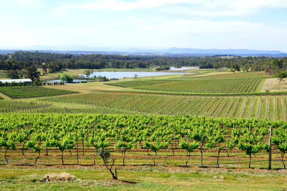 Hunter Valley Vineyards (23127628643)