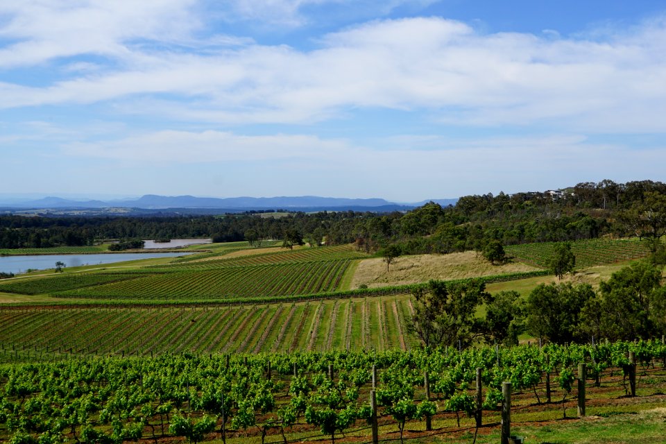 Hunter Valley Vineyards (23754312615)