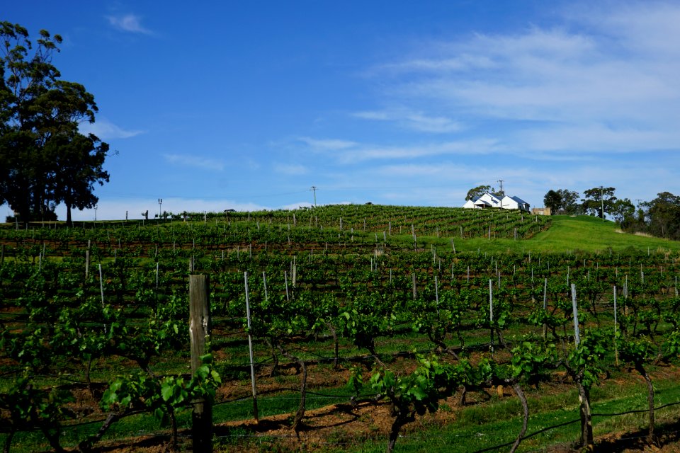 Hunter Valley Vineyards (23387699829)