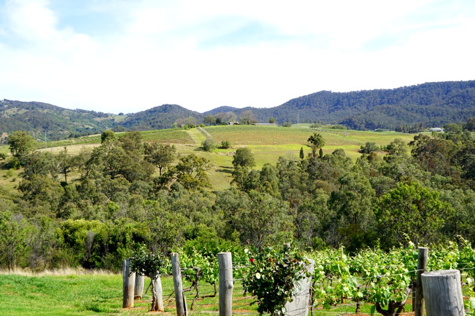 Hunter Valley Vineyards (23754869295)