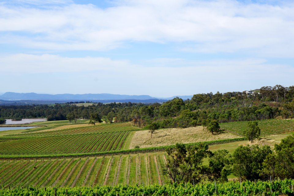 Hunter Valley Vineyards (23458599190)