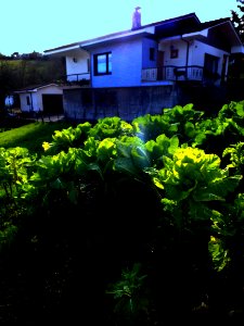 Huerta (12327740065)