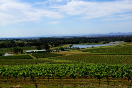 Hunter Valley Vineyards (23673001361)