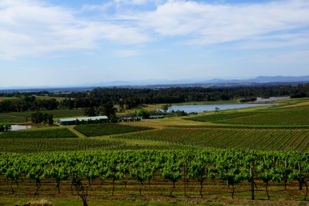 Hunter Valley Vineyards (23673001361) photo