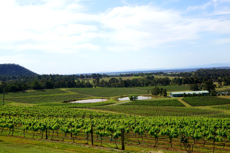Hunter Valley Vineyards (23729211656)