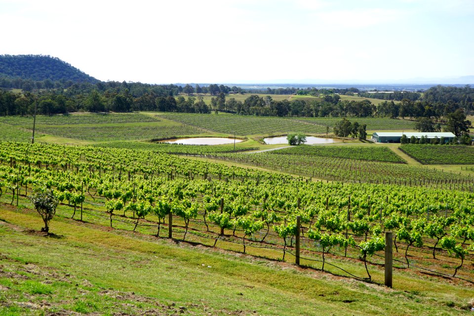 Hunter Valley Vineyards (23127601783)