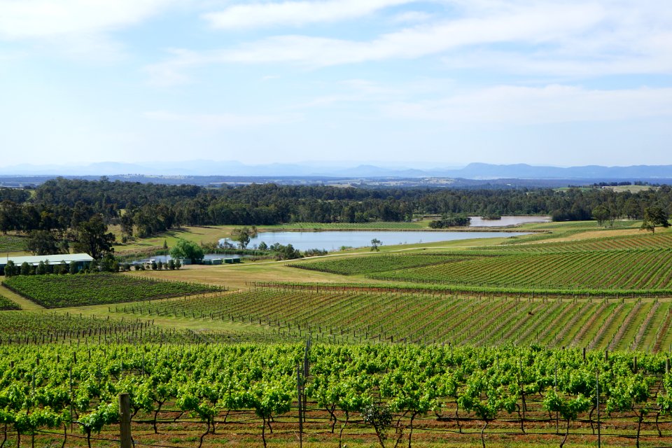 Hunter Valley Vineyards (23754488685)
