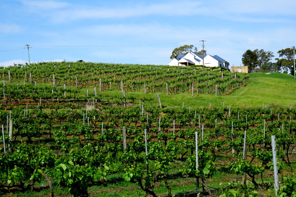 Hunter Valley Vineyards (23755586325)