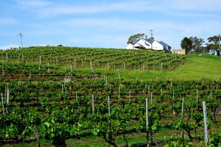 Hunter Valley Vineyards (23755586325)