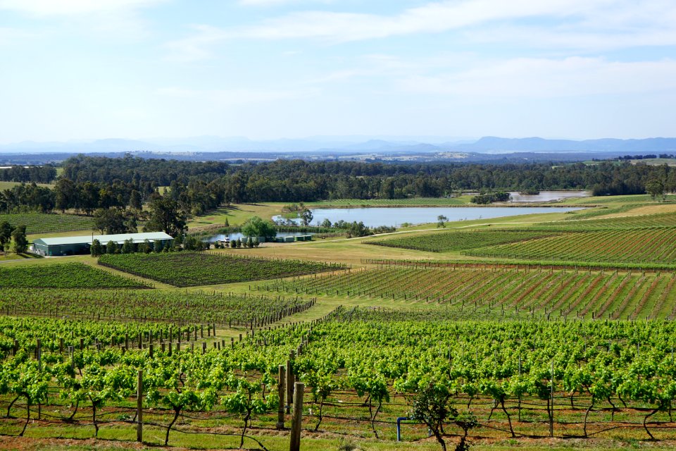 Hunter Valley Vineyards (23754582745)