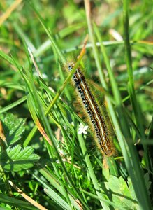 Butterfly caterpillar camouflage monte baldo photo