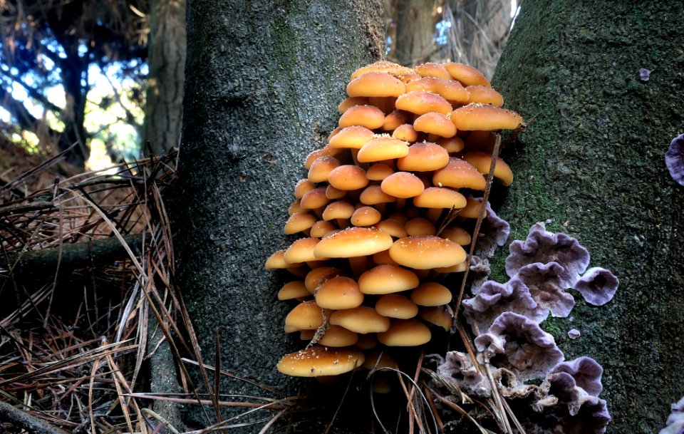 Hypholoma fasciculare. (51280493049)