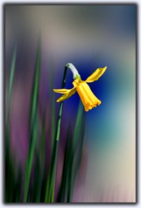 I am a lonesome .......daffodil (47212982202)