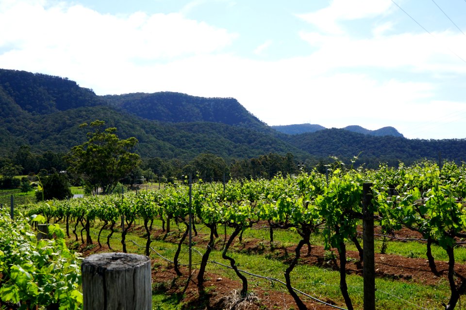Hunter Valley Vineyards (23754930175)