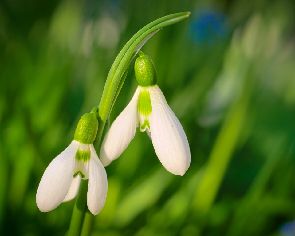 Nature petal spring