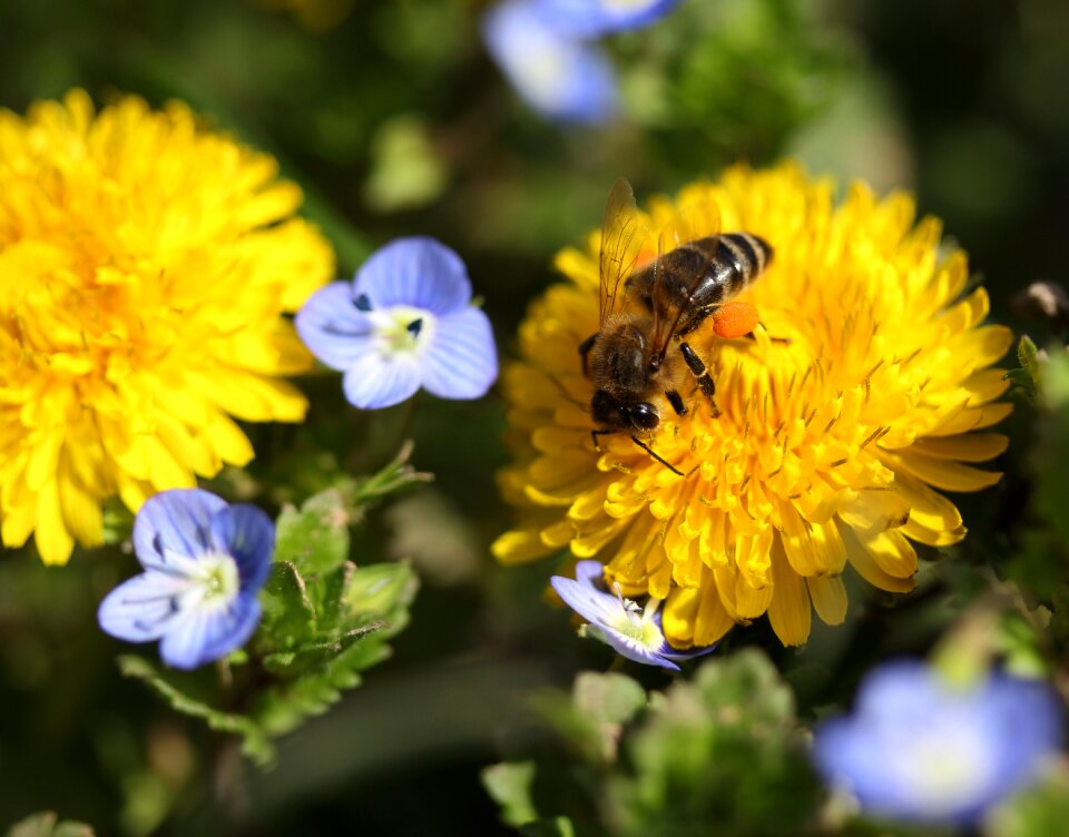 Pollen insecta diligent