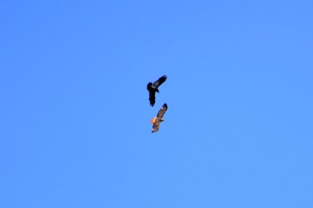 In Air Flight (Raven and Redtail Hawk) (35509003212)