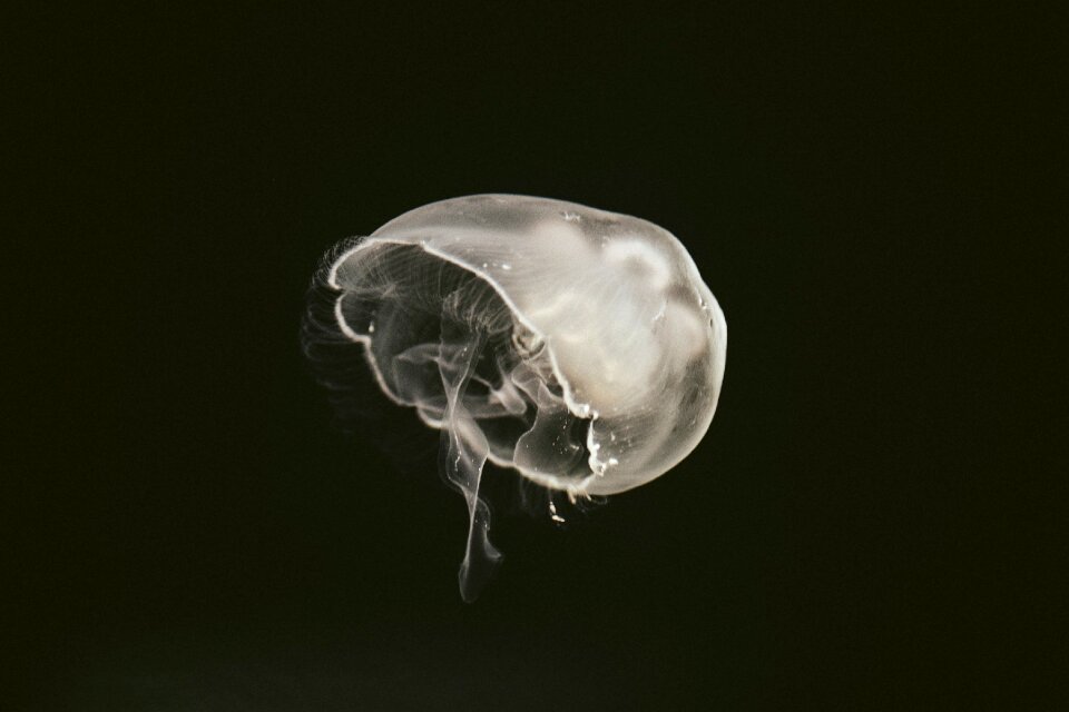 Animal ocean underwater