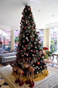 In Nov. 2018 we returned to Madeira. We stayed in the Pestana Royal. (45477671254)