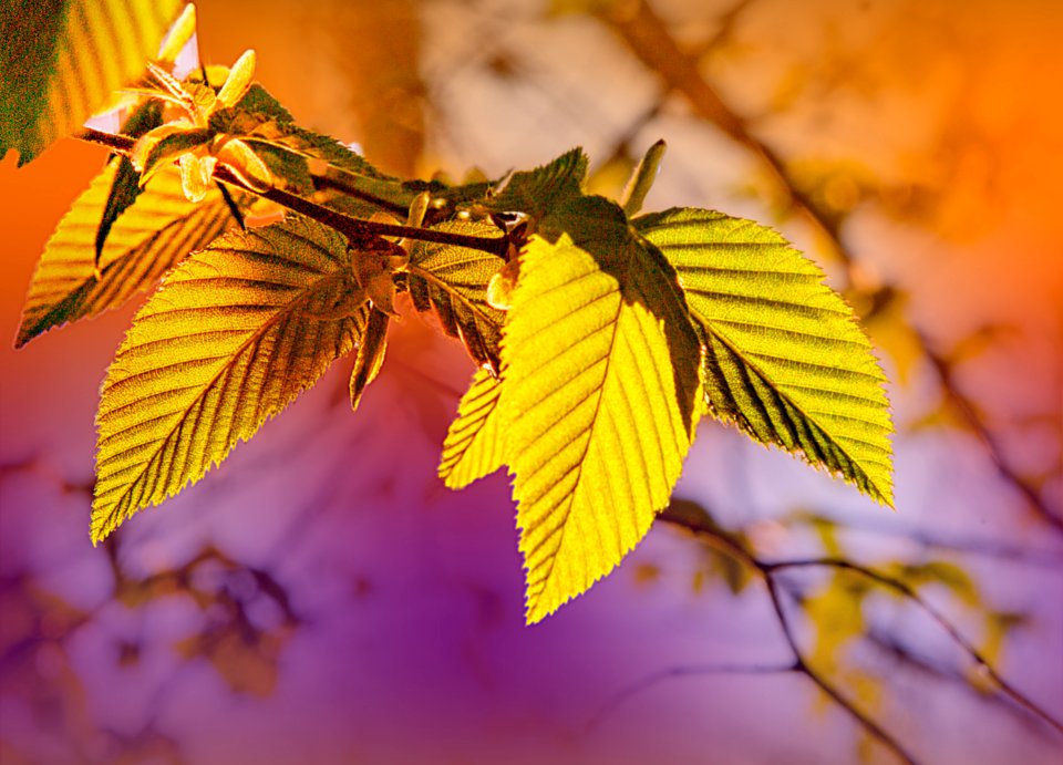 In this time of confinement ,I am happy to have a garden .....feuilles de noisetier de l'année (49698345972)