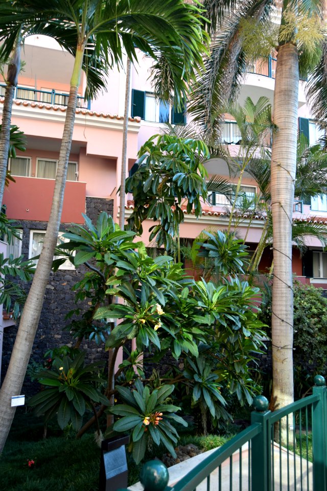 In Nov. 2018 we returned to Madeira. We stayed in the Pestana Royal. (31262705677)
