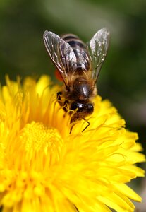 Pollen insecta diligent photo