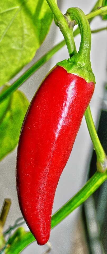 Red fresh pepper crop