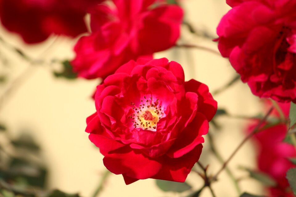 Plant floral red