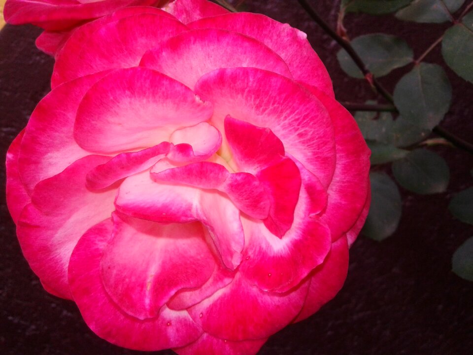 Roses flowers garden