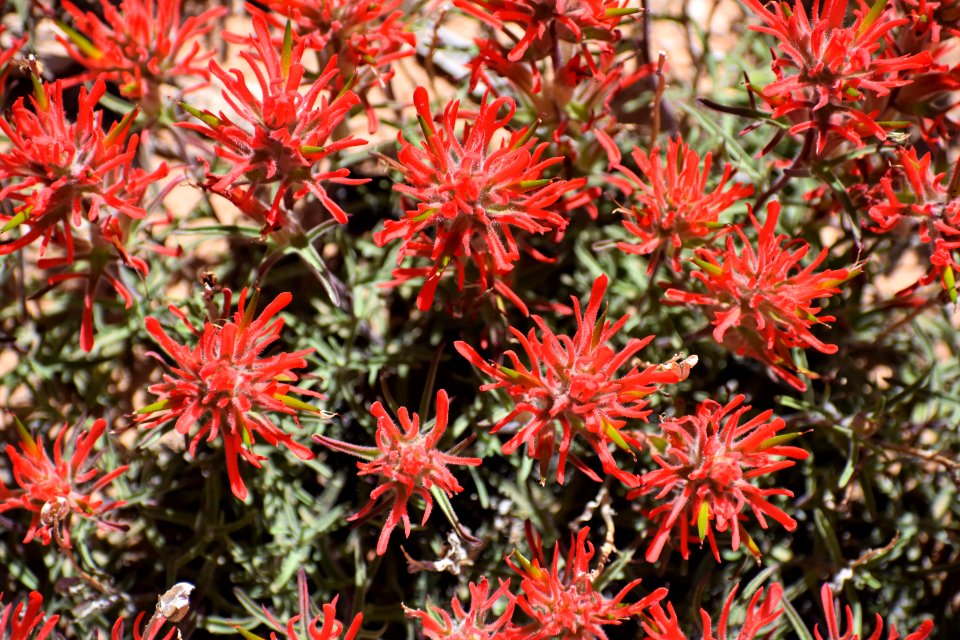 Indian Paintbrush blooms (35637795266)