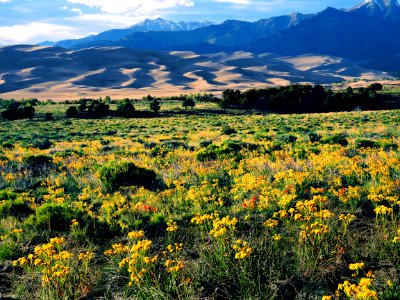 Indian Paintbrush and Groundsel Flowers, Dunes, and Cleveland Peak (34793589394)