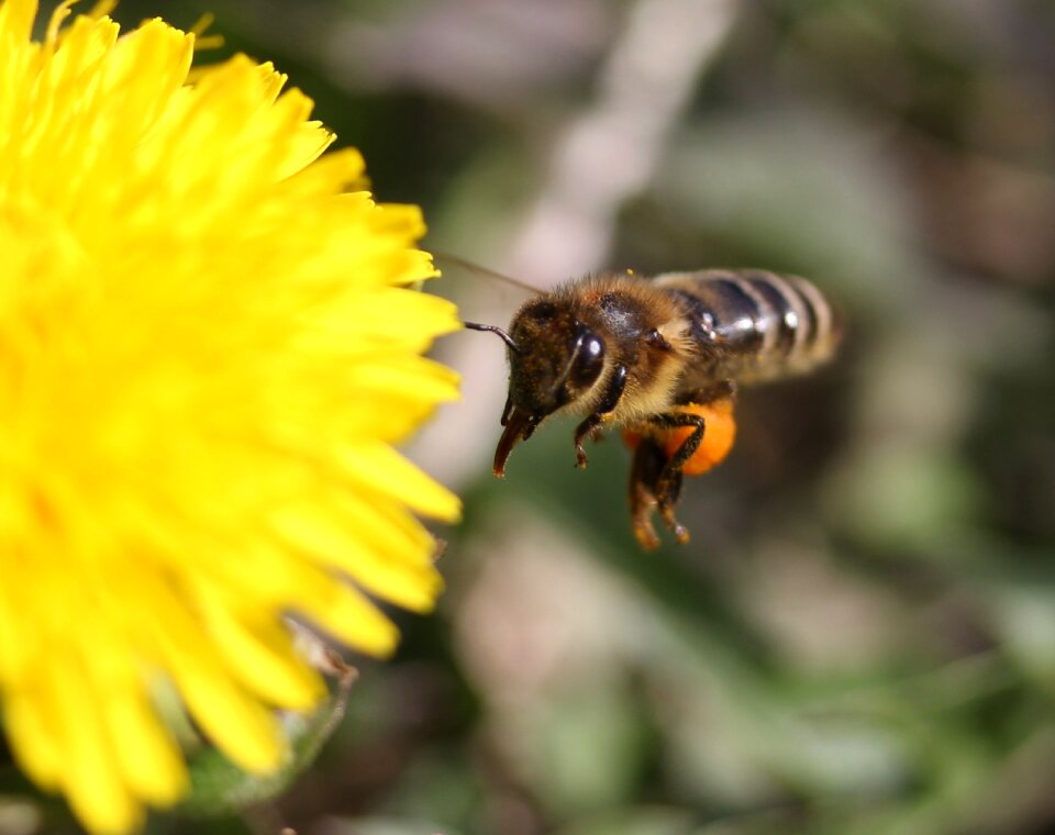 Yellow pollen insecta
