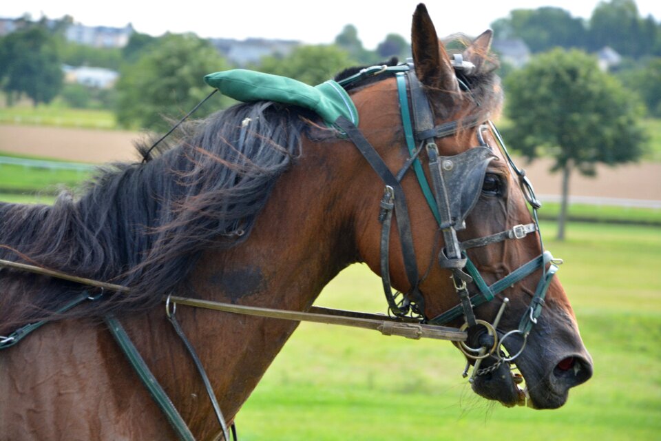 Halter net competition