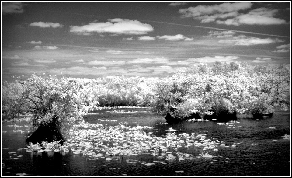 Infrared everglades 8 (32869216475)