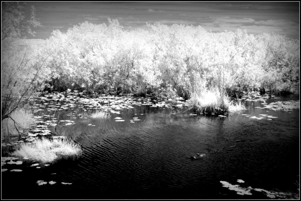 Infrared everglades 5 (32732091351)