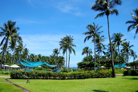 Coconut trees summer hotel