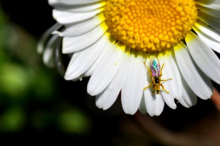 Insecto (15627827697)
