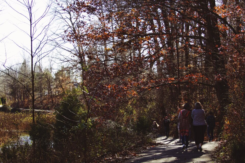 Forest adventure trek