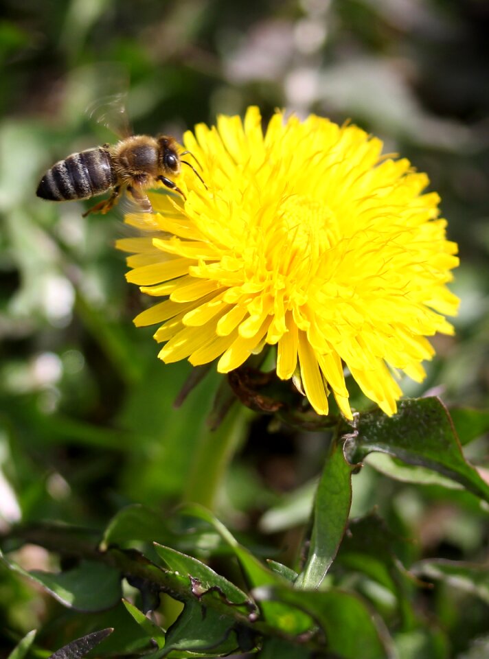 Yellow pollen insecta