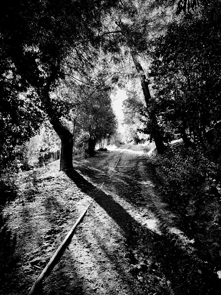 Intricate Shadowing (51616297099)