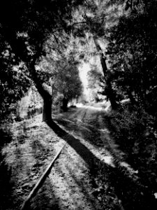 Intricate Shadowing (51616297099)